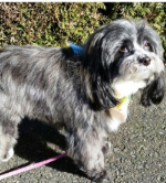 Havanese Overcomes Dog Allergies Symptoms