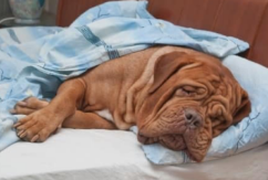 3 Things to Consider about Hip Dysplasia in Dogs