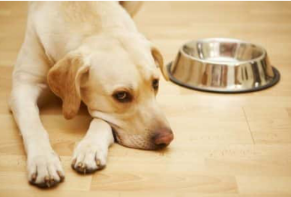 Is Yeast Free Dog Food The Answer?