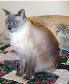 Lobo – Tonkinese Cat Overcomes Hepatitis C