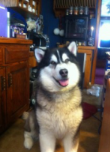 NASH: Spinal Arthritis Indications in Alaskan Malamute