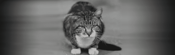 Degraded Joint Health and Mobility in Cats