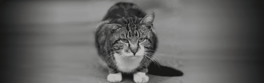 Degraded Joint Health and Mobility in Cats