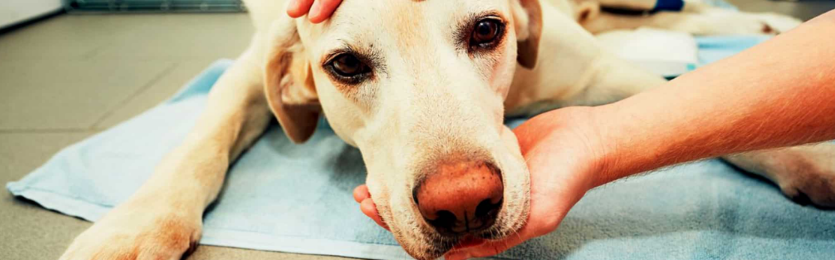 Nzymes Support Program for Seizures in Dogs