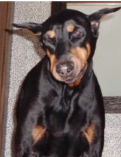 Duke, Doberman had Suffered with Wobblers Syndrome