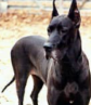 Euthanize Dog Over Joint Health, Really?