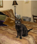 Felix and Feline Hepatitis