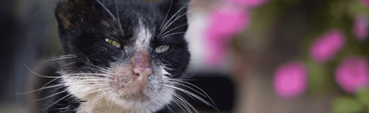 FeLV & FIV in Cats
