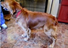 Golden Retriever Skin Problems – Allergies or Yeast?