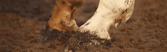 Horse Sprains and Strains – What to Know