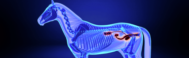 Kidney & Urinary Health in Horses