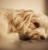 Lethargy in Dogs