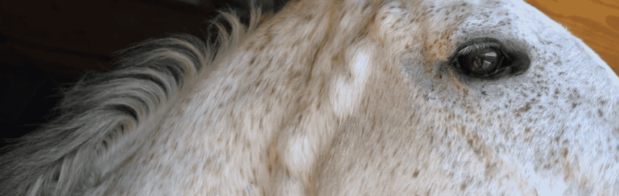 Melanomas in Horses