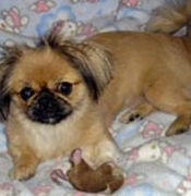 Pekingese Dog & Back Problems