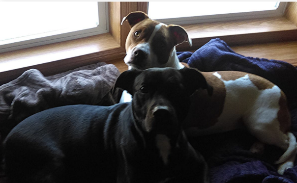 Pit Bull Overcomes Hip Dysplasia Challenges