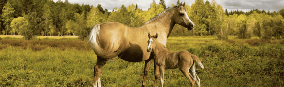 Pregnant Horse: Nutrition from Conception to Delivery