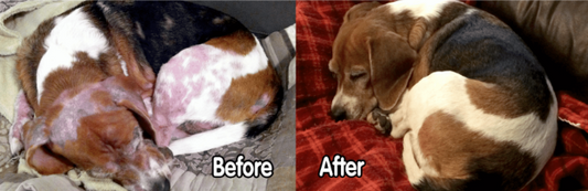 Systemic Yeast Infection in Dogs or Cats