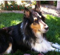 Collie and Skin Problems Recovery Story