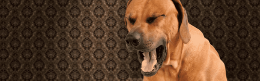 Asthma in Dogs