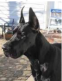 Bacchus – Great Dane Puppy Acne