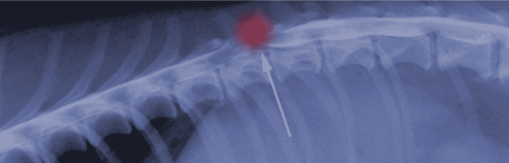 Canine Intervertebral Disc Disease, or IVDD