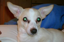 Chihuahua with Pinched Nerve – Paralysis