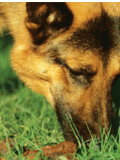 Coprophagia in Dogs, or Stool-Eating