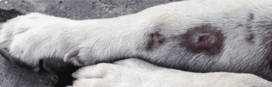 Hot Spots on Dogs