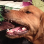 Rylee the Golden Retriever Conquers Mouth Warts