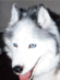 Siberian Husky & Hip Pain Trouble Improvement