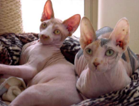 Yoko, Sphinx Cat with Snot Blowing Problem