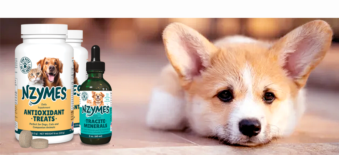 Neurologic Support Pathway for Dogs - Back to Balance