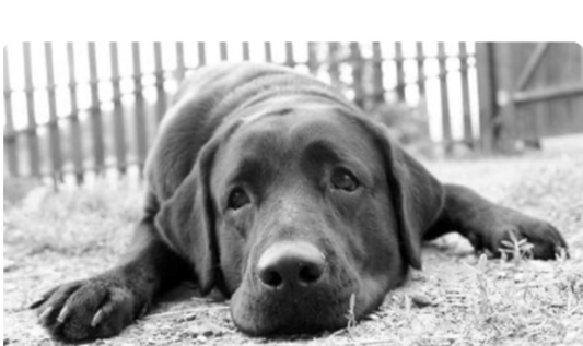 Dog Seizures & the Natural Answer to Worries