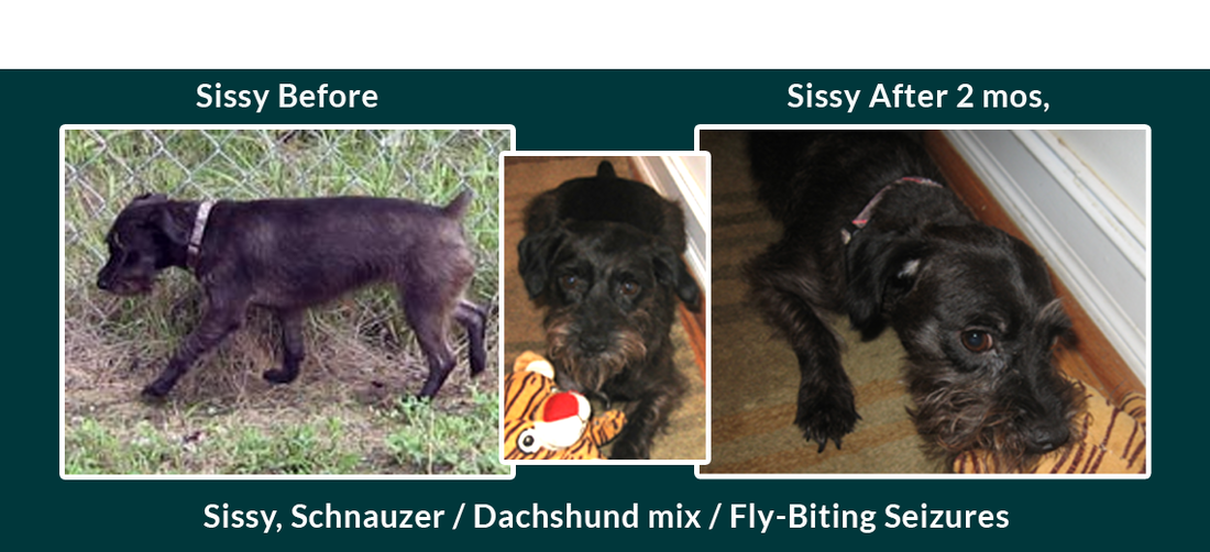 Sissy a Rescue Pup Suffers Fly Biting Seizures