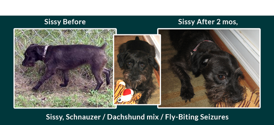 Sissy a Rescue Pup Suffers Fly Biting Seizures