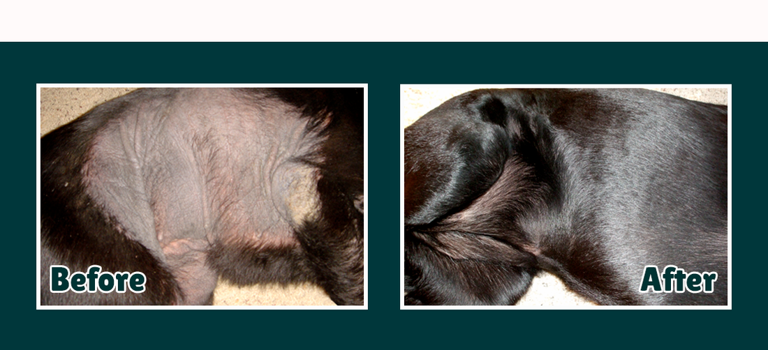 Skin Blackening in Dogs