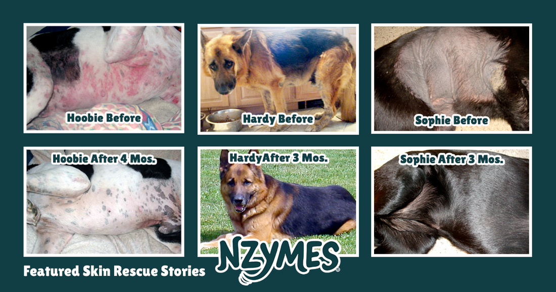 Healthy Skin Program for Yeast Overgrowth in Pets