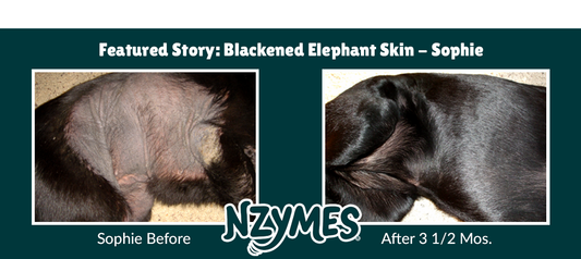 Does Your Dog Suffer with Black Skin Disease,  Skin Blackening, or Elephant Skin?