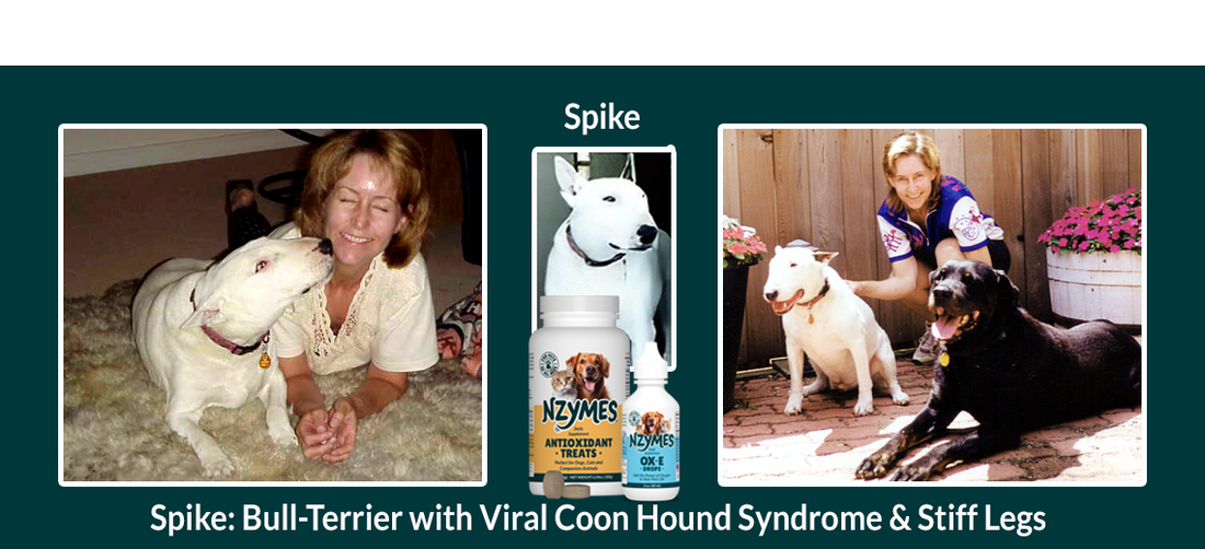 Spike - Bull Terrier Dog with Coonhound Syndrome