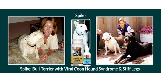 Spike - Bull Terrier Dog with Coonhound Syndrome