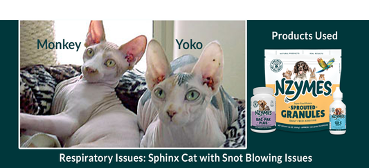 Yoko, Sphinx Cat with Snot Blowing Problem
