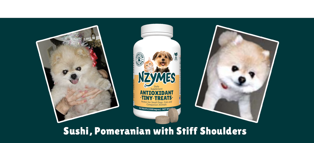 Sushi, Pomeranian & Stiff Joints or Arthritis