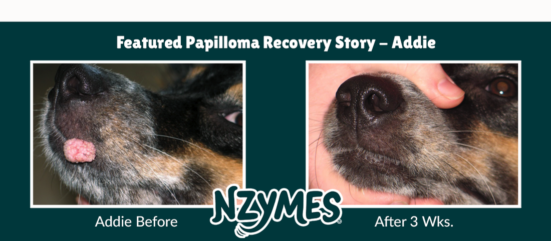 Canine Oral Papilloma Warts & COPV