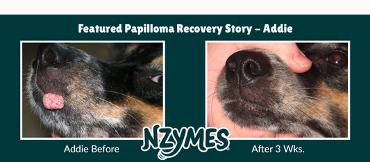 Canine Oral Papilloma Warts & COPV