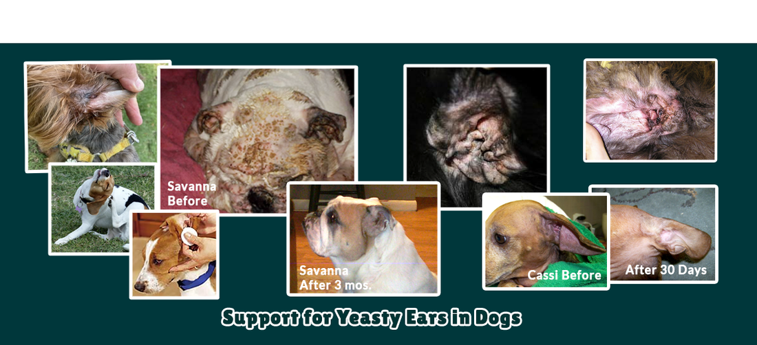 Resolution Needed for Dogs Yeasty Ear Infections?