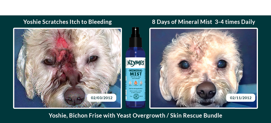 Bichon Frise Conquers Dog Allergies Symptoms