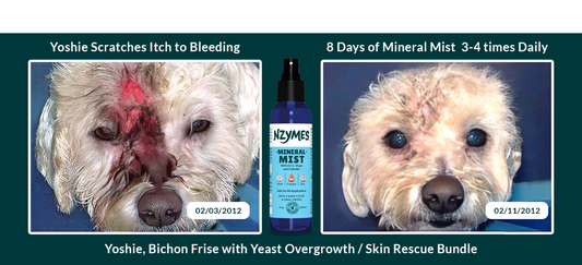 Bichon Frise Conquers Dog Allergies Symptoms