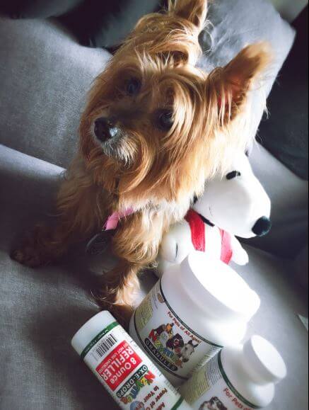Benji - Seizures - Blog post
