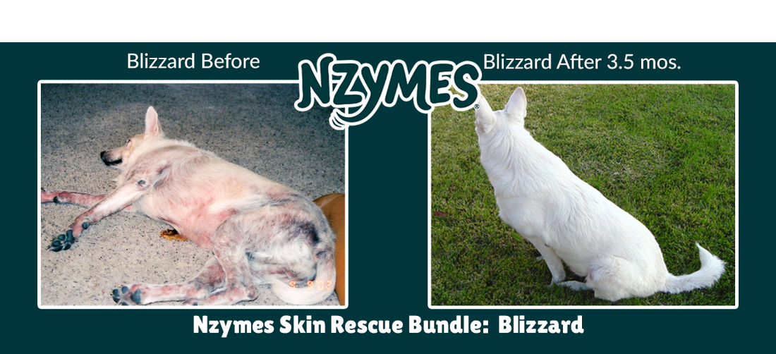 Dog Skin Problems – Examples & Options