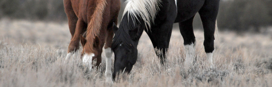 Calcification in Horses